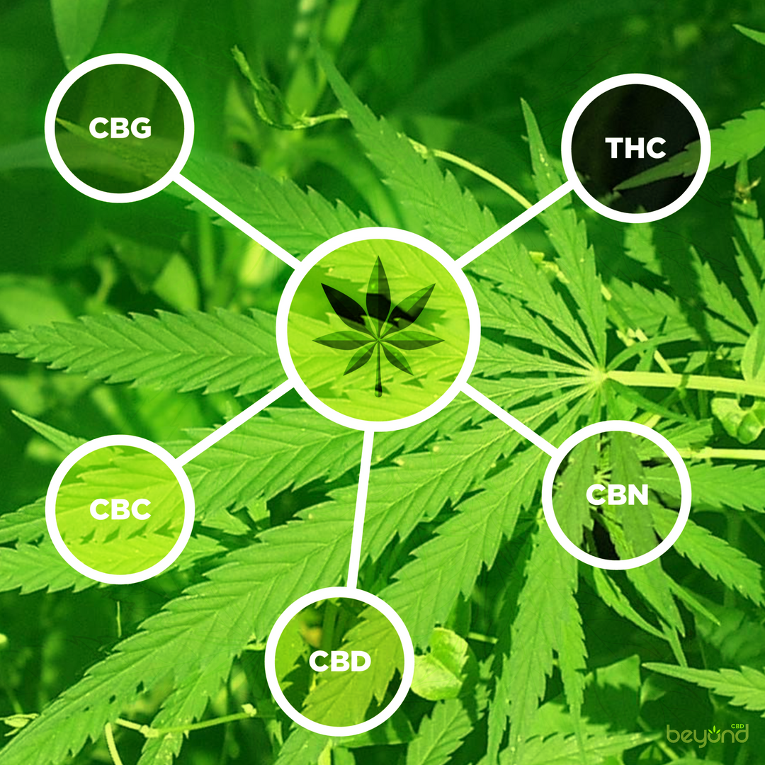 Science just caught up - FULL SPECTRUM CBD ISOLATE